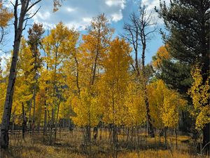 View of aspen trees with bright yellow leaves.