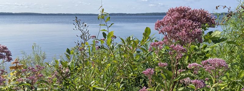 Close up of purple flowers of Joe Pye Weed against the backdrop of Assawompset Pond on a sunny day.