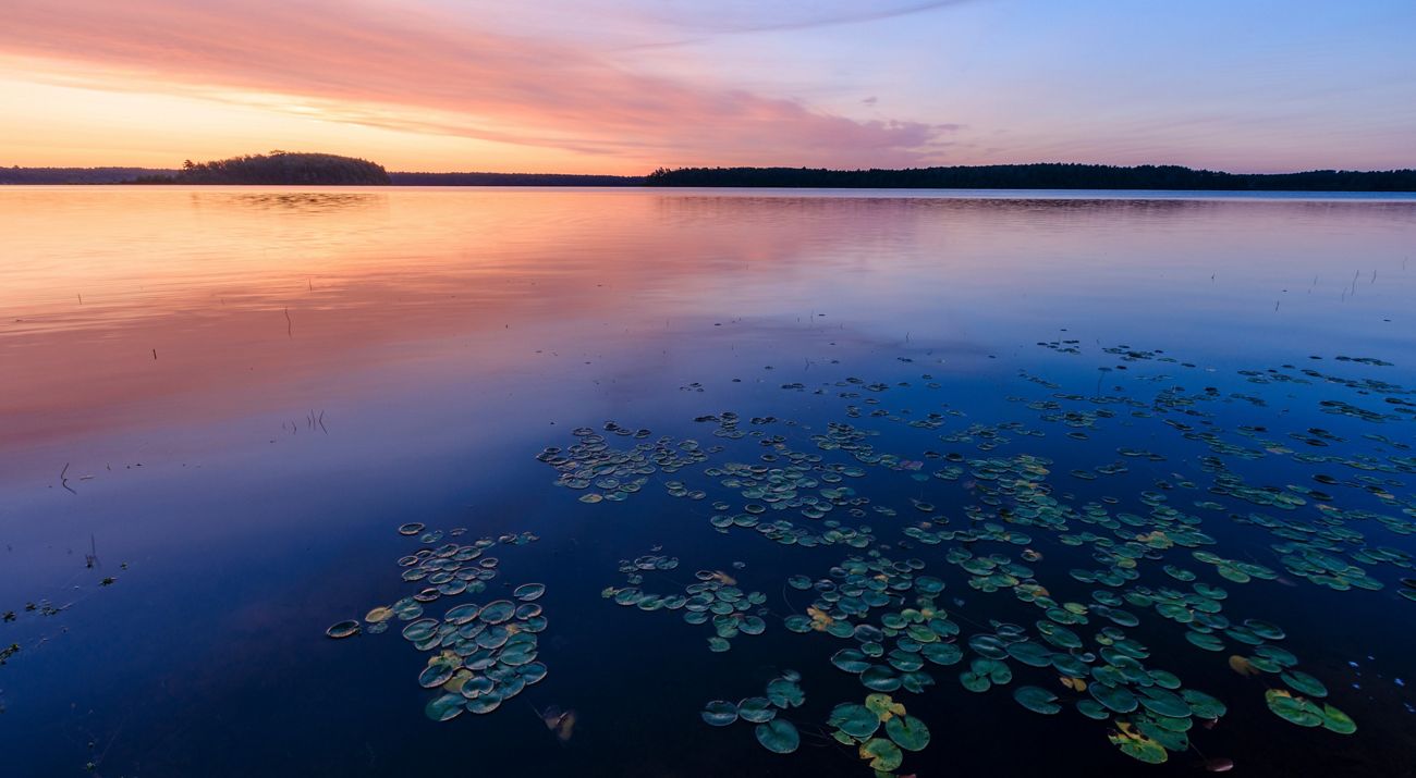 Sunrise turns the sky pink and orange over a lake. Trees surround it in the background, and lily pads float on its surface in the foreground.
