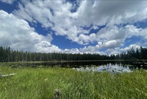 Thick green grass grows along the banks of a pond.