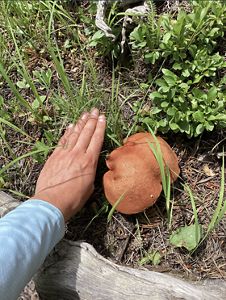 A hand is held next to the large orange cap of a chanterelle mushroom to provide scale for its large size.
