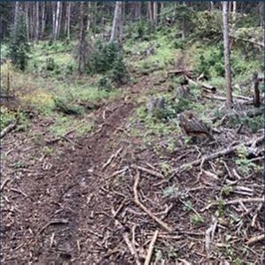 A muddy track and debris on the ground marks a site where illegal timber harvest has occurred.