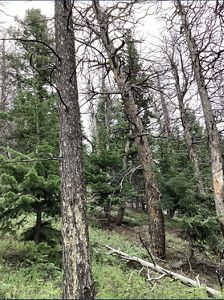 Young green pine trees grow up in openings created by the older, dying trees around them.