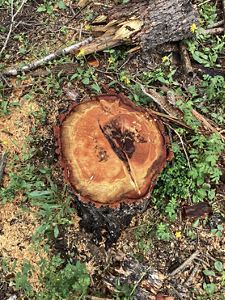 View looking down on a freshly cut tree stump.