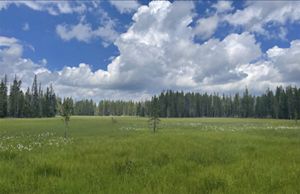 A wide green meadow is lined by tall trees. White fluffy clouds float low in a bright blue sky.