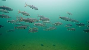 A school of lake whitefish swimming gracefully in clear greenish water.