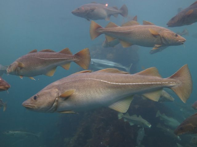 Four yellow-gray cod fish swim in bright blue waters, one fish is at the center foreground of the photo.