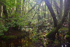A view into a freshwater, non-tidal wetland at Middleford North preserve featuring dense Atlantic White Cedar trees.