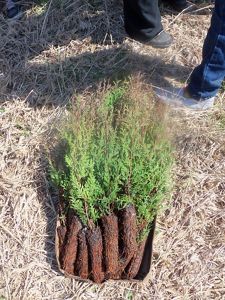 Atlantic white cedar seedlings are gathered in a shallow box resting on the ground.