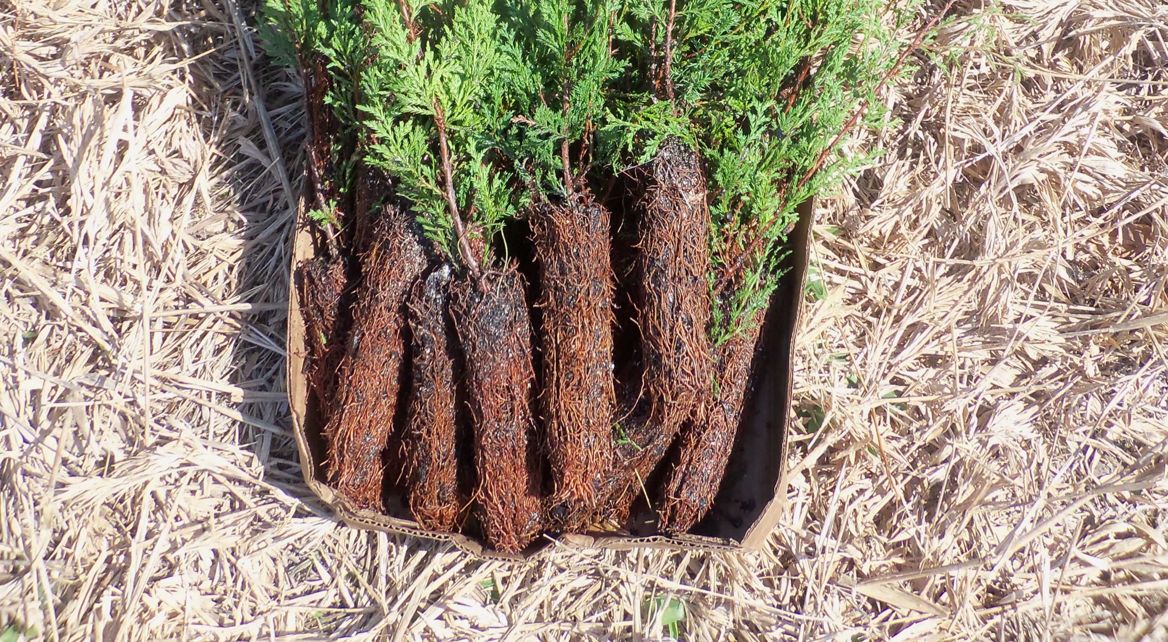 Atlantic white cedar seedlings lay in a pile in a shallow cardboard box awaiting planting. The seedlings' long, slender root balls are tightly packed.