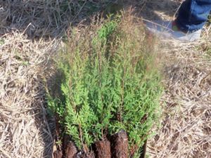 Atlantic white cedar seedlings are gathered in a shallow box resting on the ground.