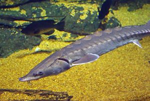(Acipenser oxyrhynchus) Overfishing devastated populations of this ancient fish species that can grow as long as 16 feet.