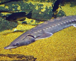 (Acipenser oxyrhynchus) Overfishing devastated populations of this ancient fish species that can grow as long as 16 feet.
