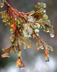 A cedar branch coated in ice.
