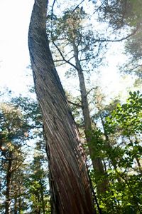 A tree with twisted shaggy bark.