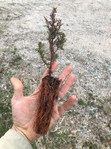 Hand holding a small Atlantic White Cedar.