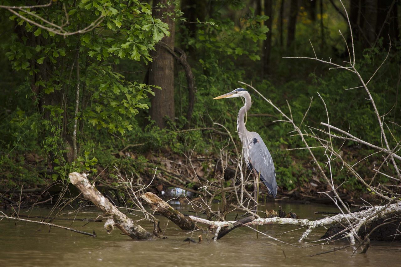 Restoring Wetlands in Louisiana's Atchafalaya River Basin