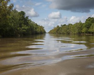 Forest borders the flat, brown waters of the Atchafalaya River Basin.