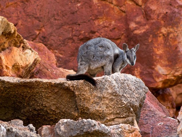 sides on a rock in Western Australia.