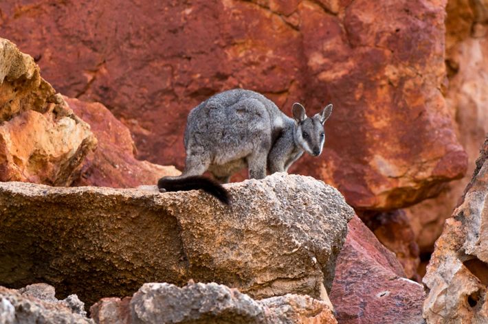 A gray furry animal with a long tail rests on a rock.