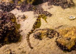 A single seahorse floats in front of a sandy, rocky background with blurry, purple invertebrates. 