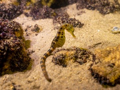A single seahorse floats in front of a sandy, rocky background with blurry, purple invertebrates.
