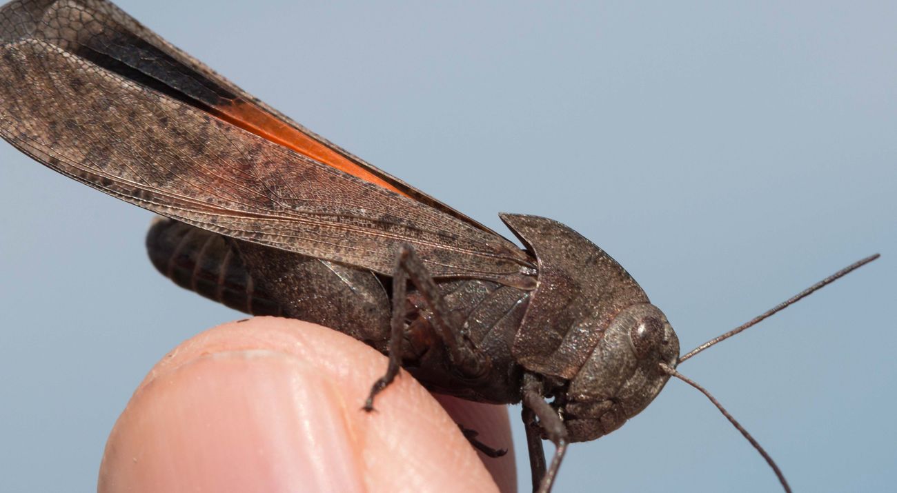 A brown mottled grasshopper with bright coloring on its wings sits on a man's finger.
