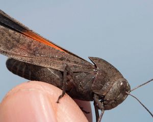 A brown mottled grasshopper with bright coloring on its wings sits on a man's finger.