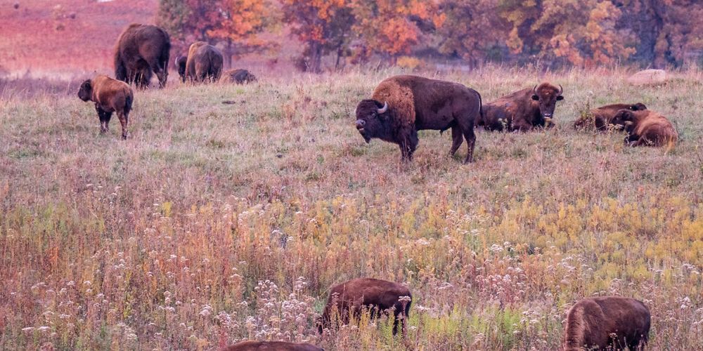 A herd of bison in a prairie.