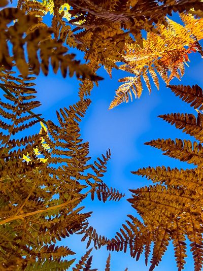 View looking upward of a blue sky with yellow fern leaves in the foreground around the border.