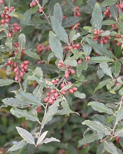 Image of Autumn olive tree with green berries