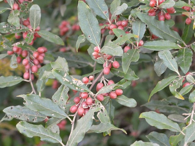 red fruit on long elliptical silver green leaves of invasive autumn olive