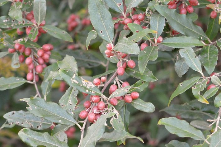 Red fruit on long elliptical silver green leaves of invasive autumn olive.