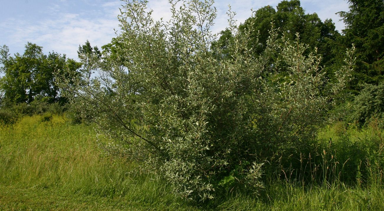 Silvery green leaves of invasive autumn olive in grassy clearing.