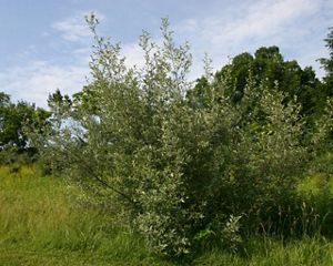 Silvery green leaves of invasive shrub autumn olive.