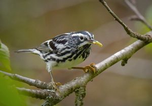 A small, black and white-striped songbird with a little green caterpillar in its beak.