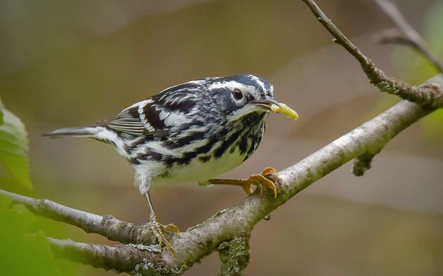 A black-and-white warbler perches on a branch and has a small worm in its beak.