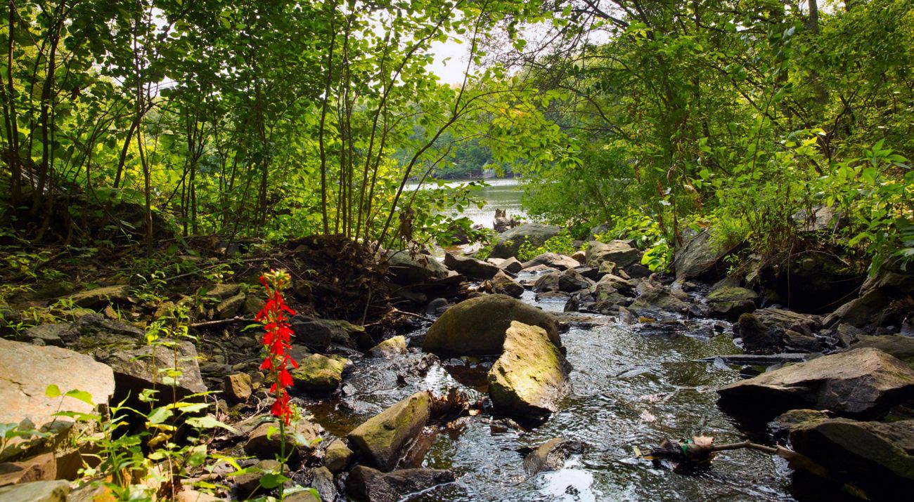 A forest stream passes through sharp-edge stones with a pond in the background.