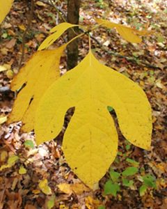 A flat, yellow leaf comprised of three equally sized lobes