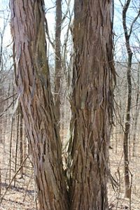 Two tree trunks growing close together, each with its bark curling upward in thin, narrow strips.