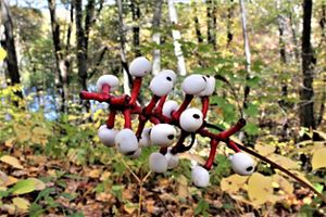 White berries with a black dot in the center, held to a central stem by bright red stalks.