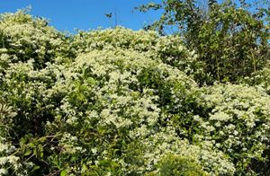 A blanket of vines with small, densely packed, white and yellow flowers drapes over tall shrubs under a clear blue sky.