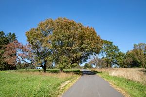 A wide paved path extends into the distance through an open field passing tall trees that are just beginning to show fall color.