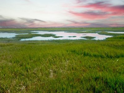 Lush, green marsh grasses.