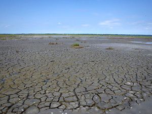 A flooded, sinking marsh with no living grasses.