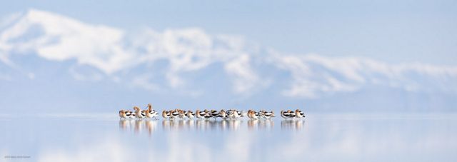 A large group of brown-and-white birds standing in a shallow lake, with snow-covered mountains blurred in the distance.