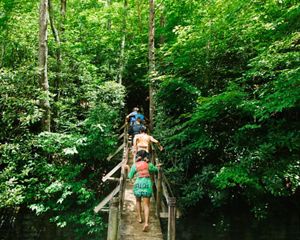 A group of people cross a walking bridge into a dense forest.