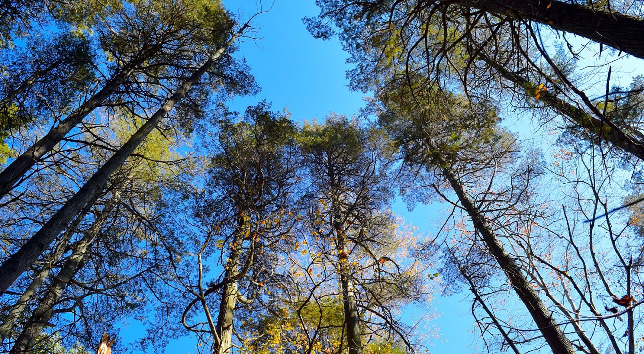 A view to the sky from the forest floor of the tops of tall Atlantic white cedar trees.