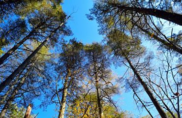 A look up at a tree canopy against a blue sky.