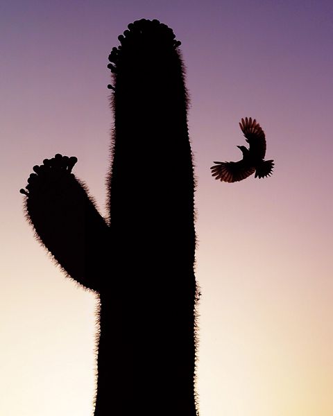 A bird spanning its wings flies toward the top of a saguaro cactus during dusk. 